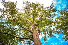 Best Palm Tree Trimming  in Chickasha, OK