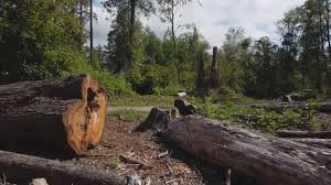 Best Emergency Tree Removal  in Chickasha, OK