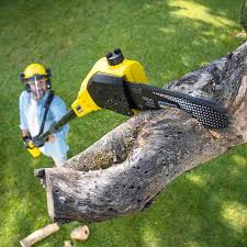 Best Tree Disease Treatment  in Chickasha, OK