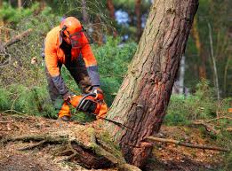Best Leaf Removal  in Chickasha, OK