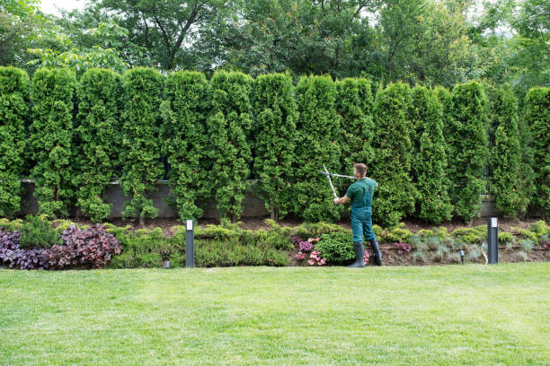 Best Tree Mulching  in Chickasha, OK