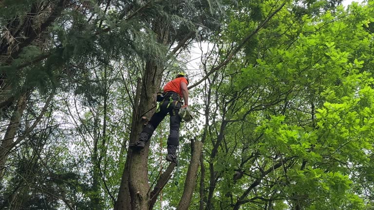 Best Utility Line Clearance  in Chickasha, OK