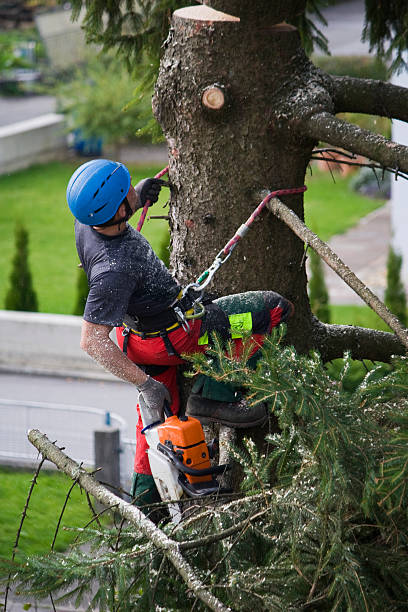 Chickasha, OK Tree Removal Pros