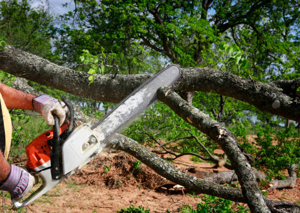 Best Pest Control for Lawns  in Chickasha, OK